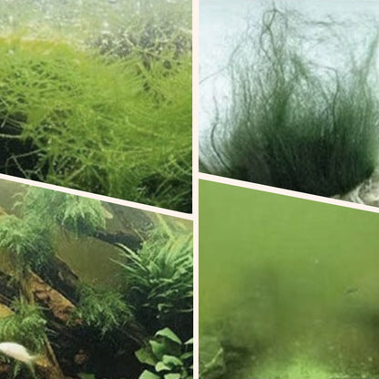 🎉Pakke med god verdi💥 Alge- og mosefjerner for akvarium - trygg vannrensing